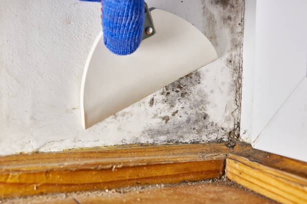 Best Mold Remediation for Rental Properties  in Allen, TX