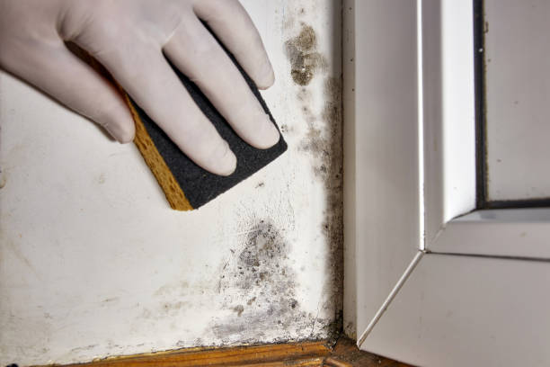 Best Post-Construction Mold Inspection  in Allen, TX